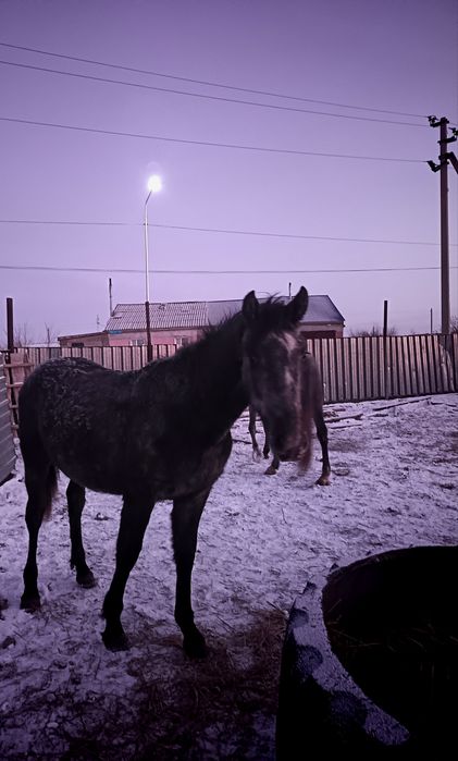 Продам жеребчика