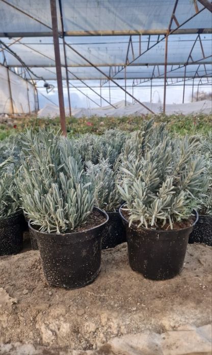 Лаванда есть в наличии