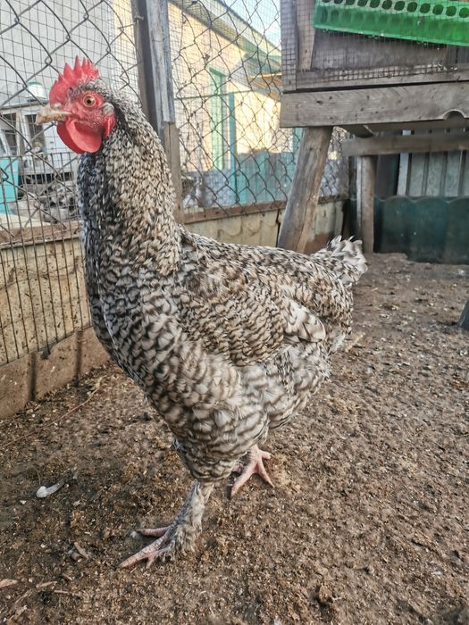 Петухи породы михеленская кукушка и джерсийский гигант