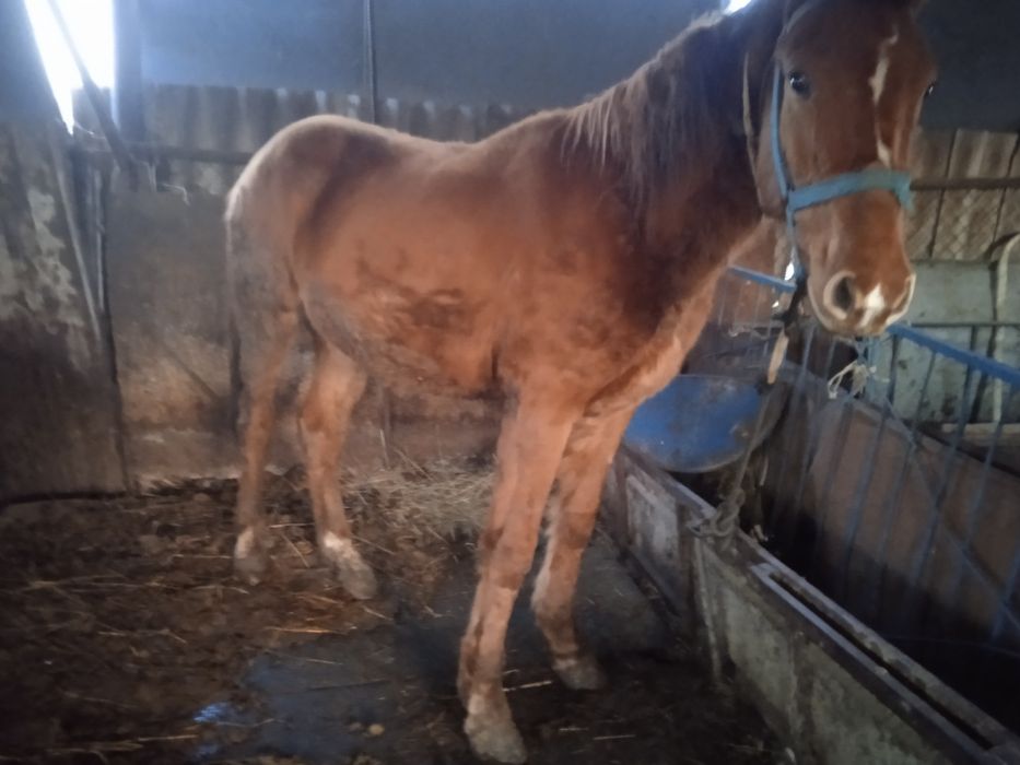 Продам Лошадь откормленный