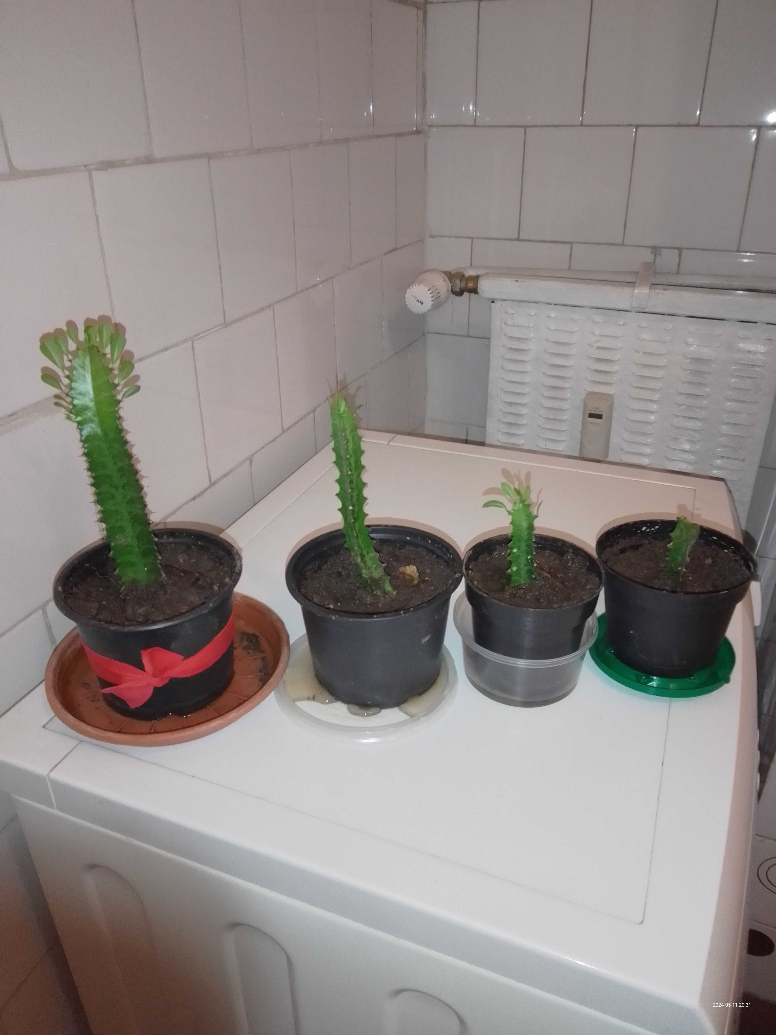 plante pentru locuinta
