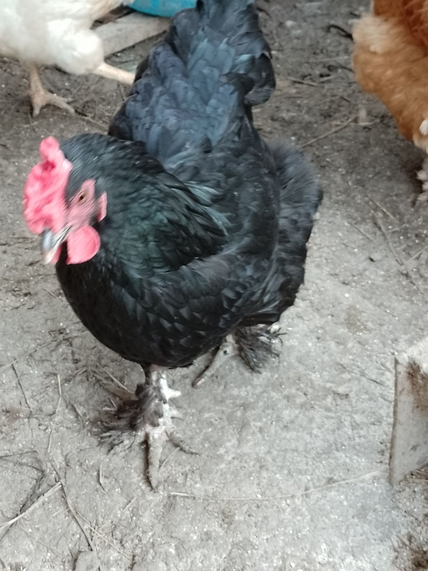 Găini brahman alb roșu negru