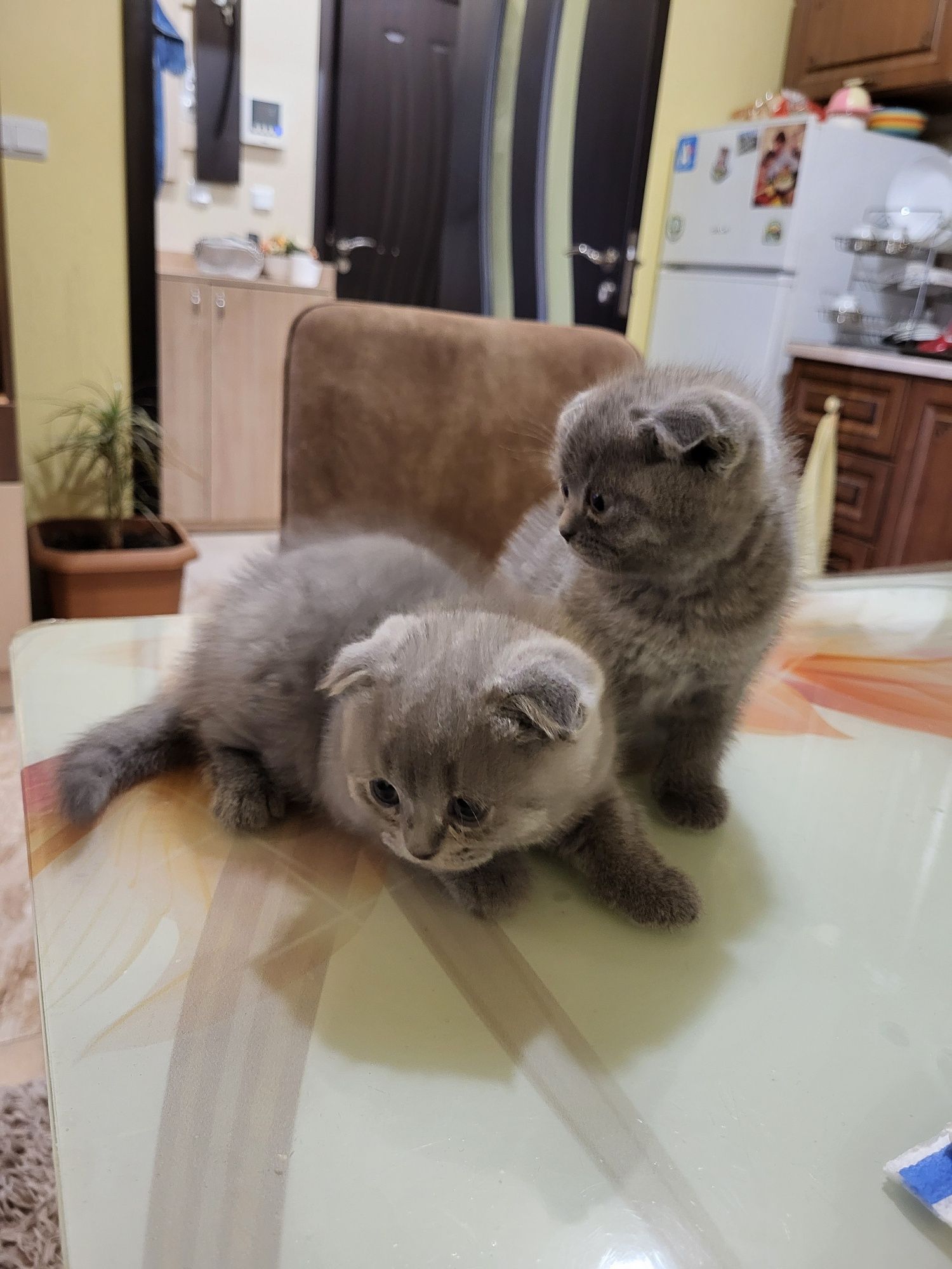 Британско клепоухо коте