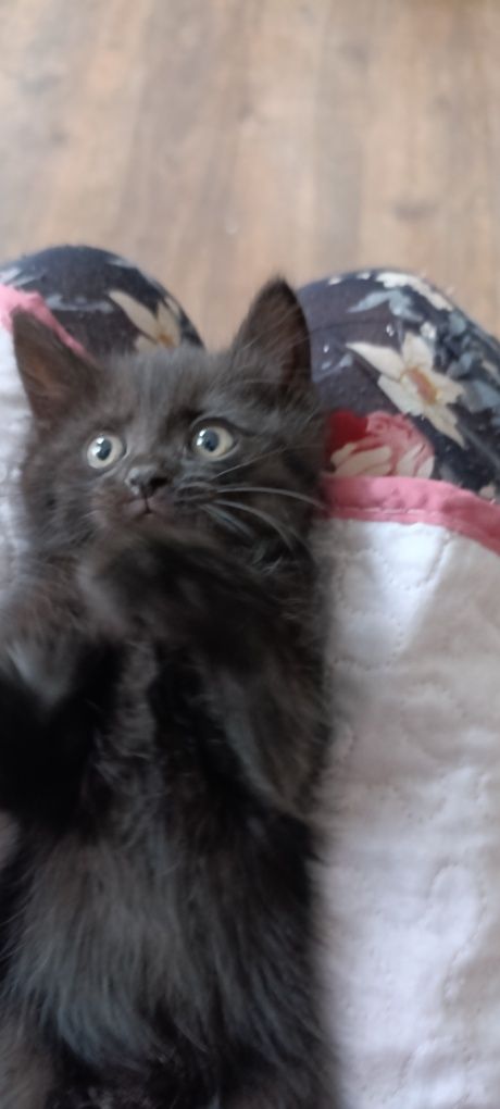 Котята.1.5 месяца