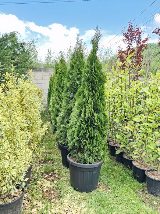 Vand plante ornamentale la ghiveci