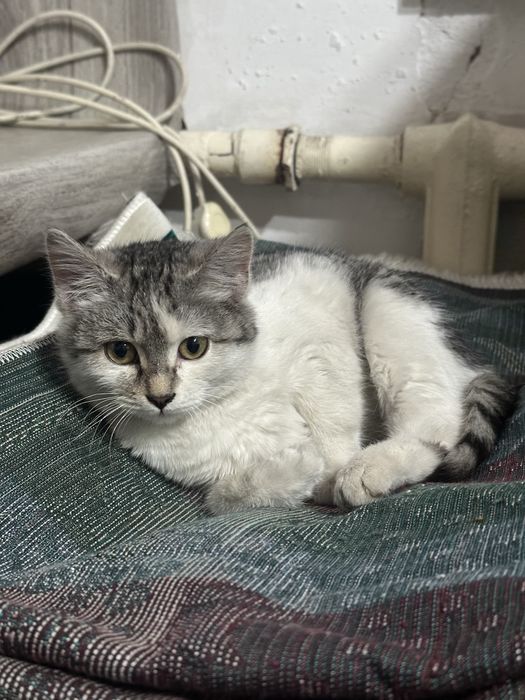 Отдам котенка в хорошие руки