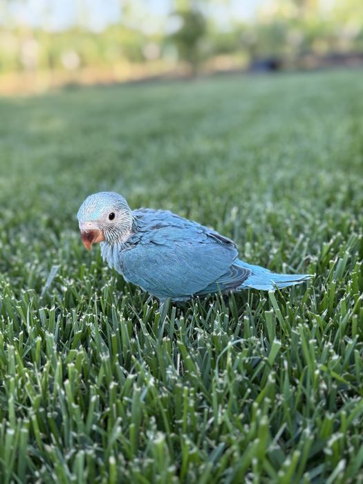 Pui blanzi papagali micul alexandru obisnuiti cu copiii Alexander