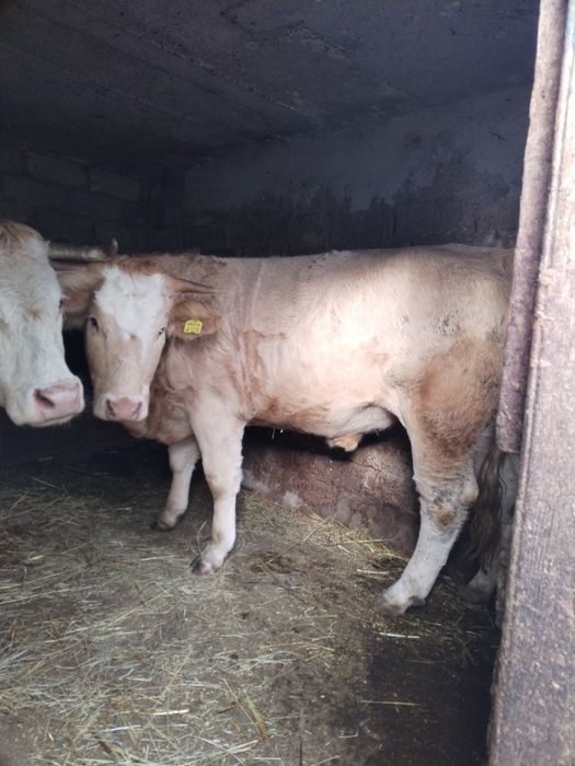 De Vânzare vițel de carne