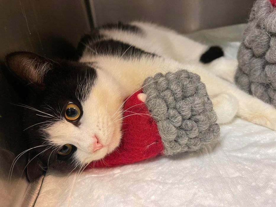 Коте домашен любимец