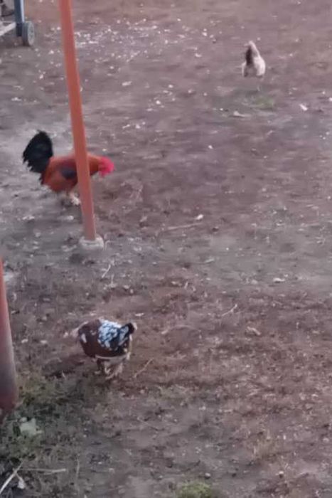 Gaini japoneze (pitici)