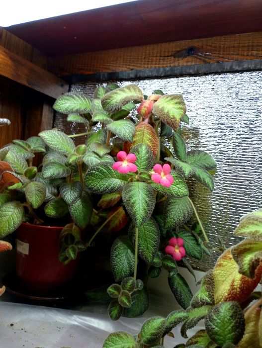 Продам комнатные цветы папоротники, эписции, монстеры, филодендрон