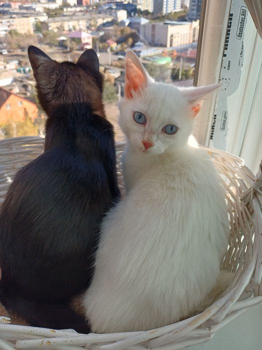 Котята ищут добрых и ответственных котородителей