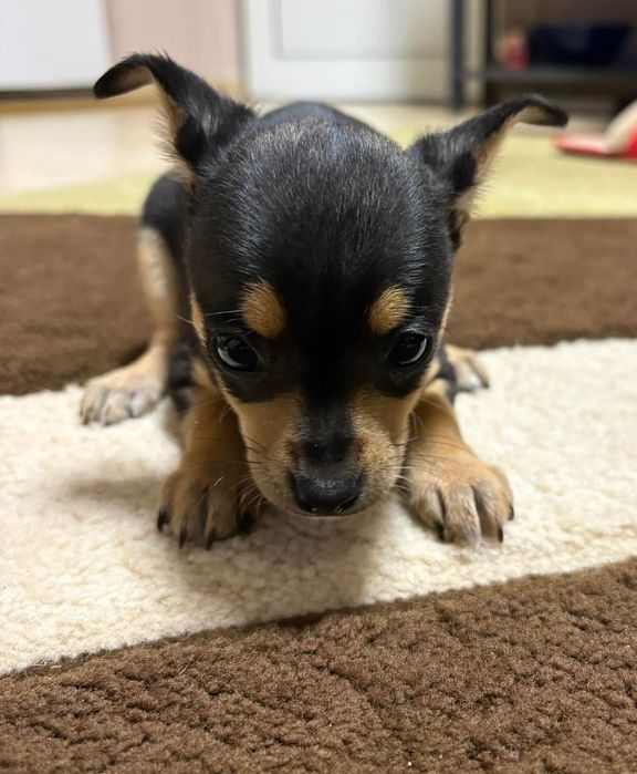 Продавам мини пинчер