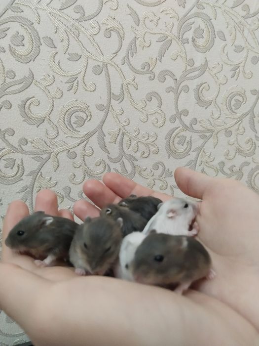 Джунгарские хомячки