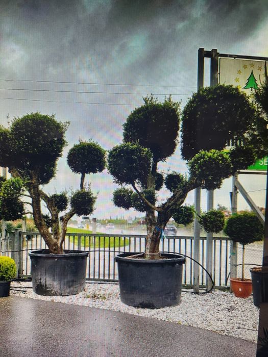 Aucuba Japonica , Criptomenia , Ienupar tarator, Azaleea  Salcam brazi