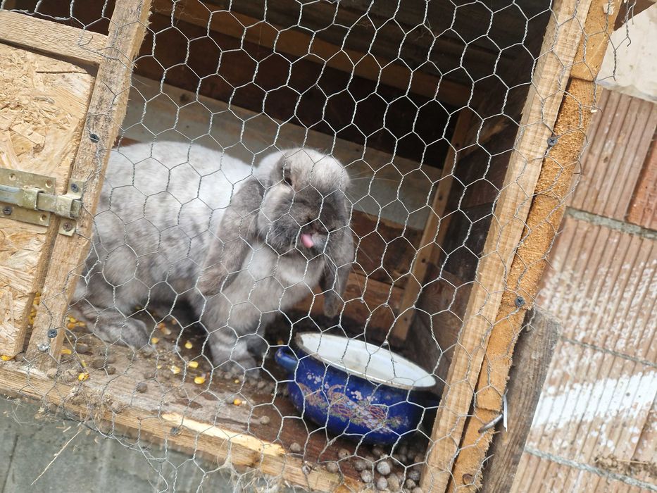 Iepuri german si uriaș german