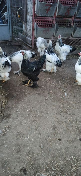 Cocoși brahma de vanzare