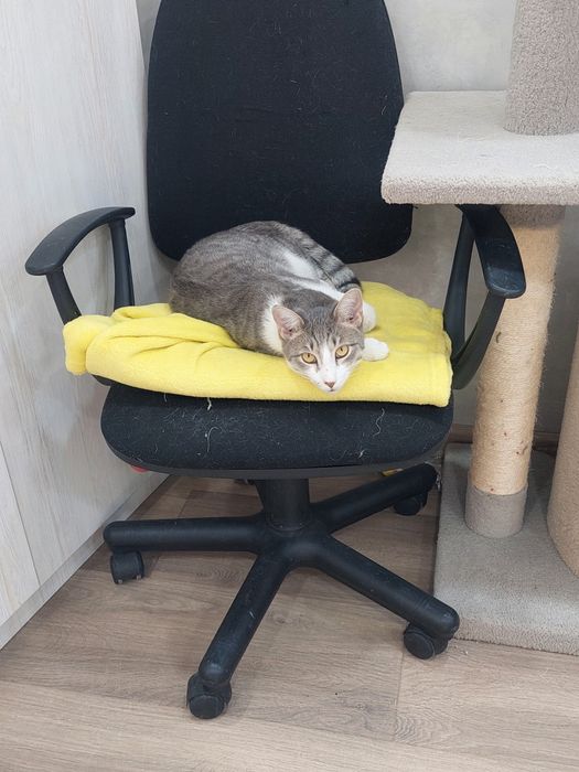 Кот мальчик кастрированный