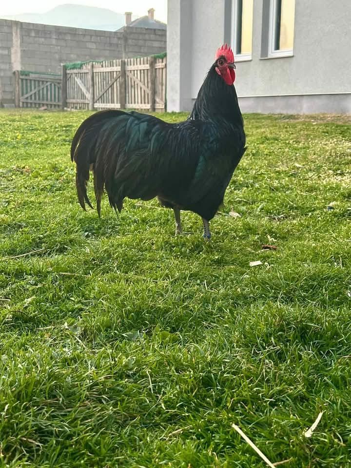 Cocosi Australorp din vare 2024.