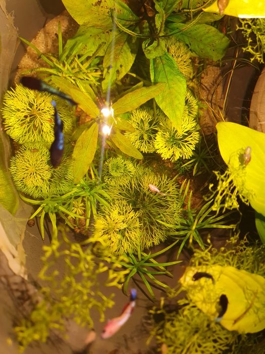 Acvariu ghiveci cu betta