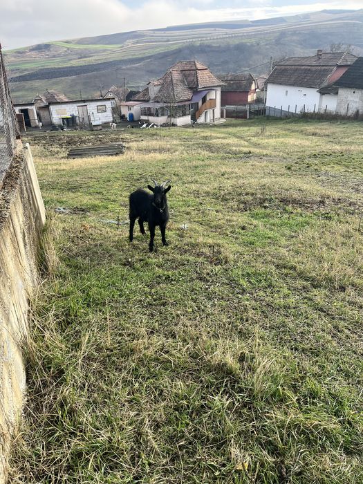 Vand o capra bune deafata rasa sanei si un tap alpina