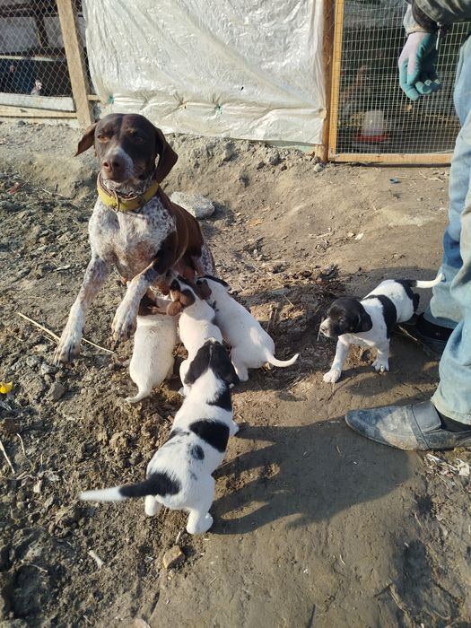 Овчи ит  боллари сотилади