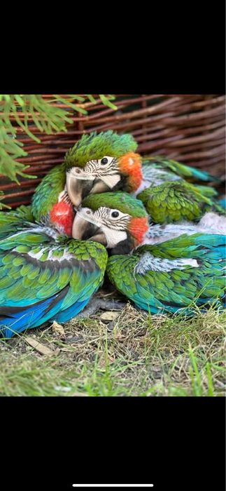 Pui papagal ara araruna