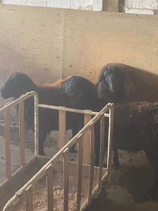 Тоқтылар сатылады (қой,кой,токты,тоқты.токтылар,койлар,қойлар)