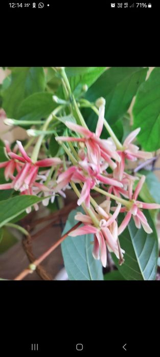 Продам черенки комнатных растений