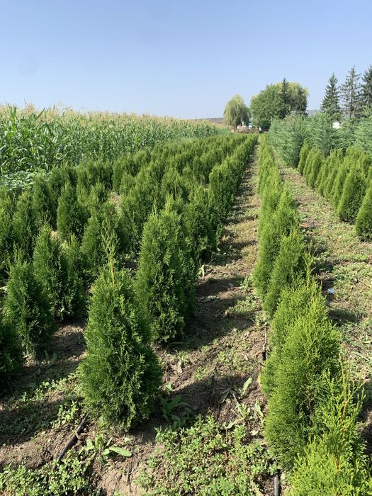 Tuia smaragd…..1,2-1,3m…….30 lei