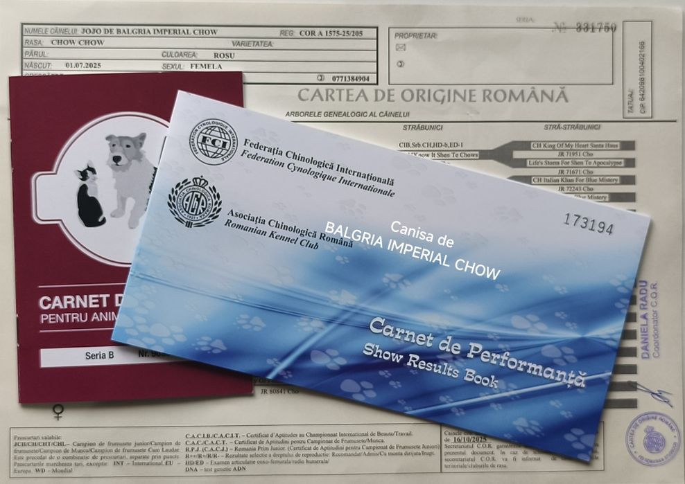 Femela Chow Chow cu Pedigree