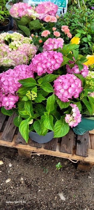 Hortensia Macrophylla. Paniculata. diverse culori si soiuri