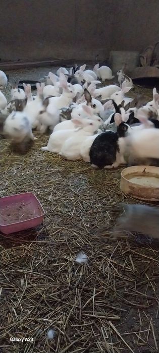 Тела гаплашамиз сони куп