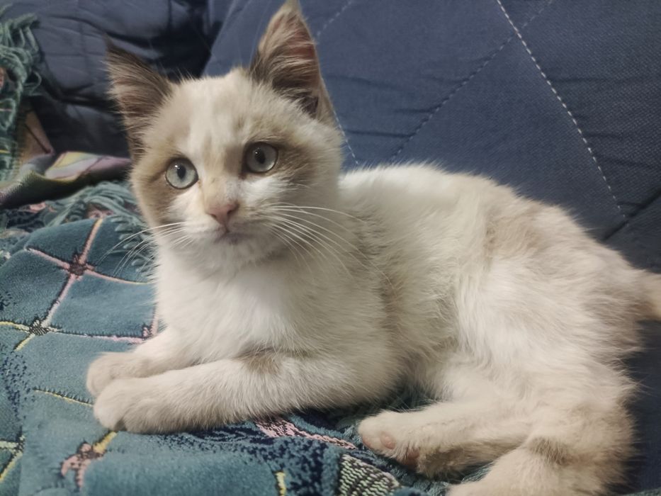 Породистый котёнок бесплатно