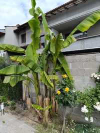 Разсад банан корен (студоустойчив)
