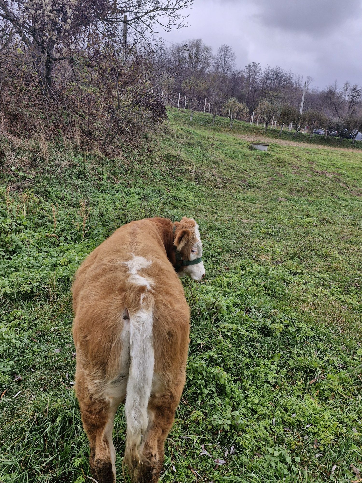 Vând vițel  detalii la telefon
