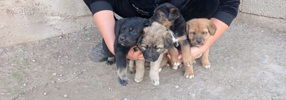 Бесплатно щенки!