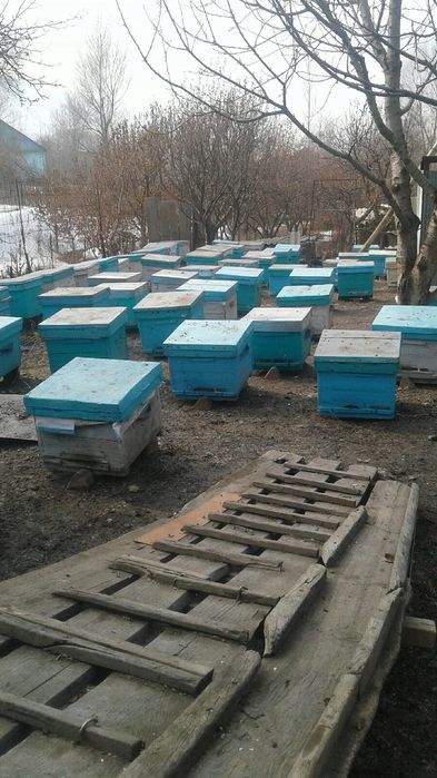 Продам пчел на высотку