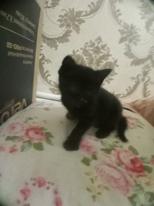 Котик черненький