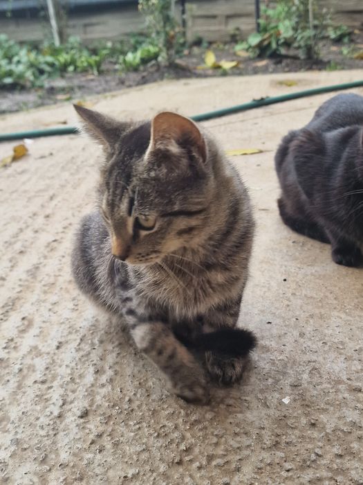 Spre adoptie trei pisoi