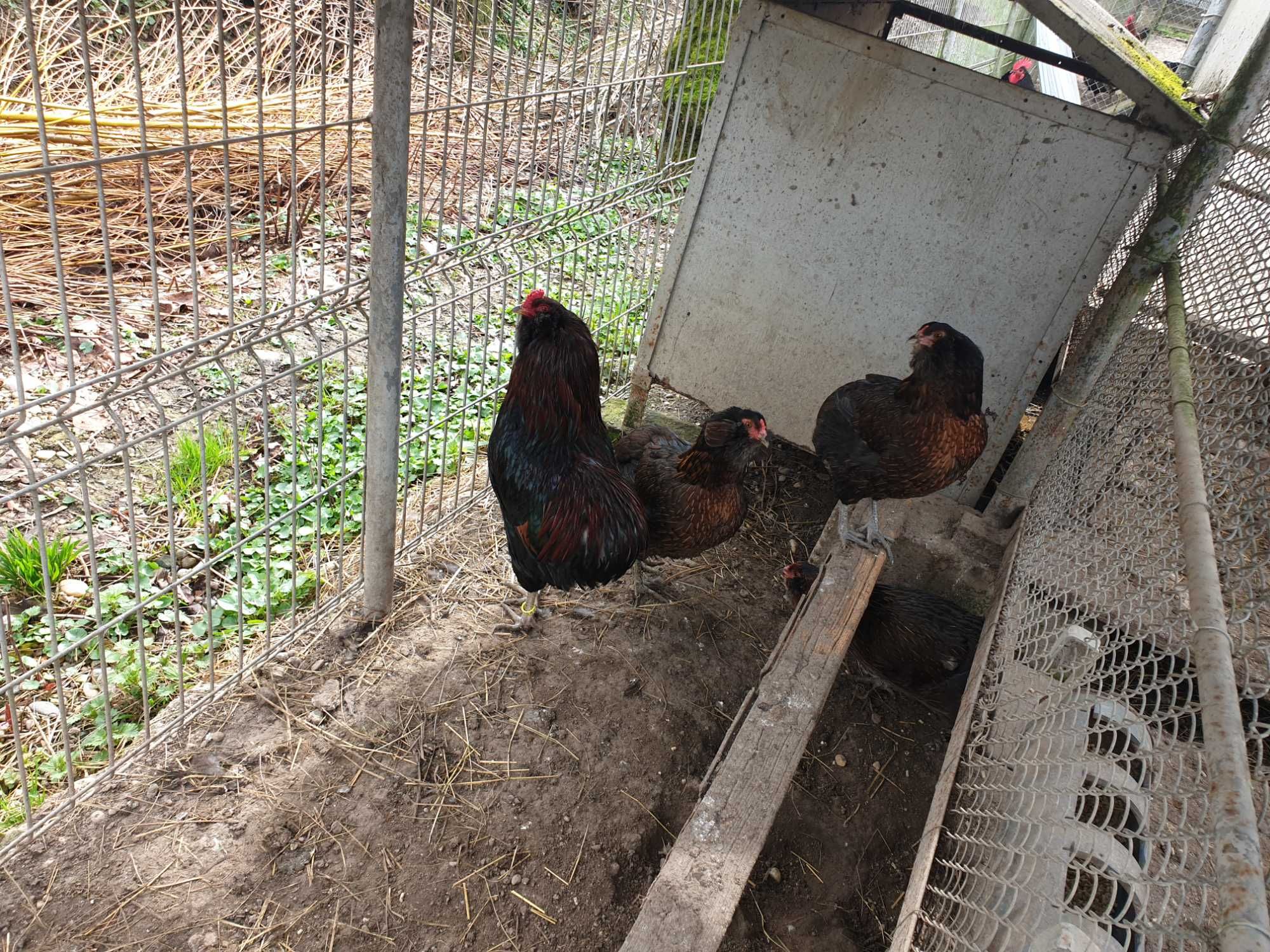 Ouă pentru incubat găini de rasă Araucana potarnichiu sălbatic