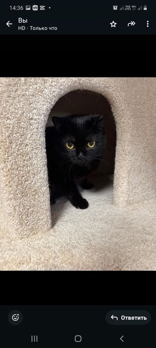 Молодая кошка ищет хороший дом