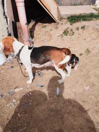 Vând câtea beagle cu cățel