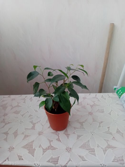 Продам цветы комнатные