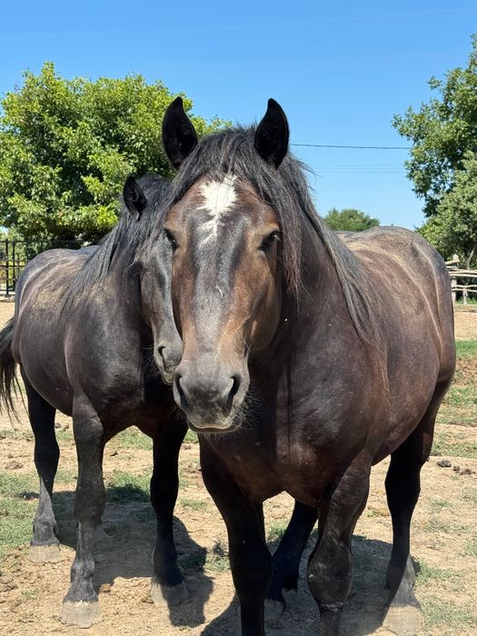 2 Armăsari de vânzare