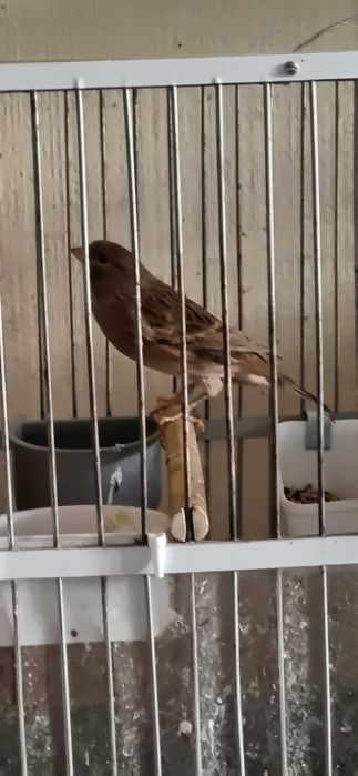 Кенар от привозных, 7 мес, красное дерево цвета