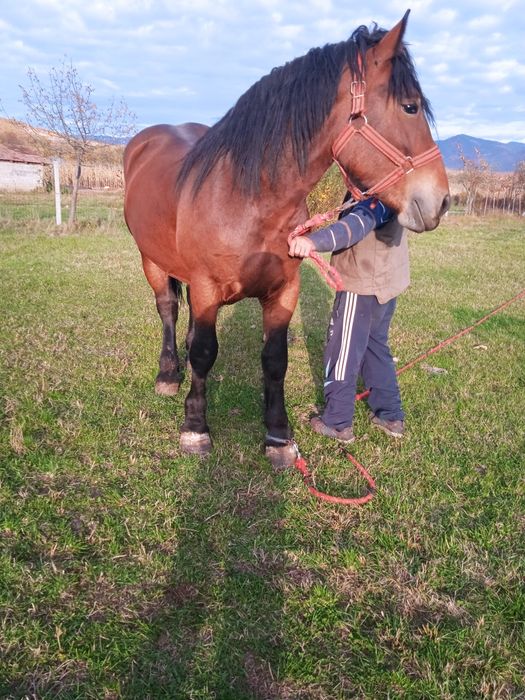 Vând mânz de doi ani și jumătate