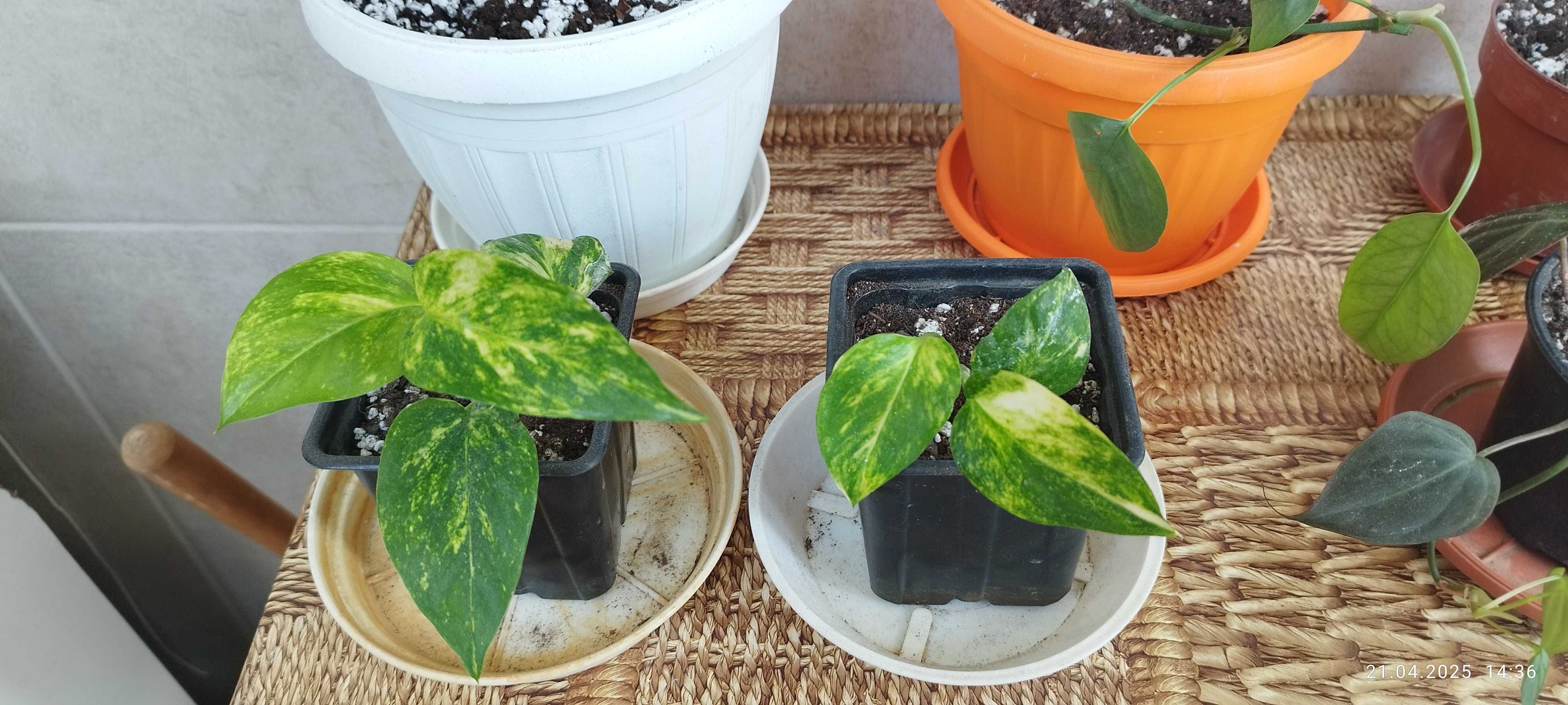 Филодендрон (Philodendron) / Сингониум (Syngonium)