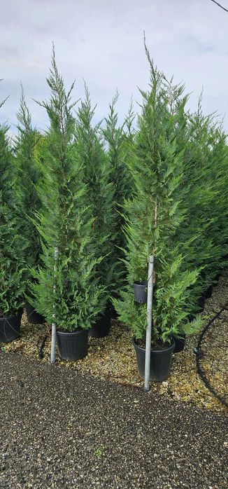 Cupressociparis Leylandii gard viu