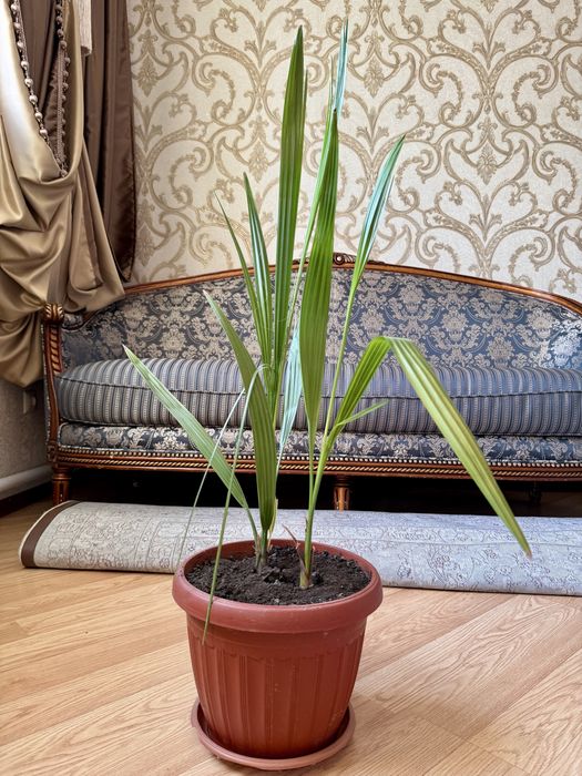 Дерево Финика (домашнее)